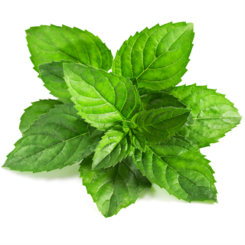 പുതിനയില (Mint Leaves)